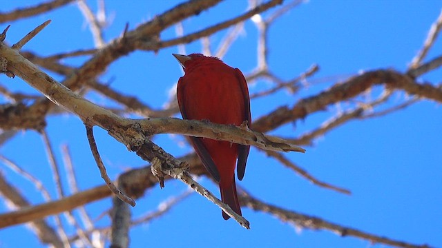 להבית אדומה - ML646096550