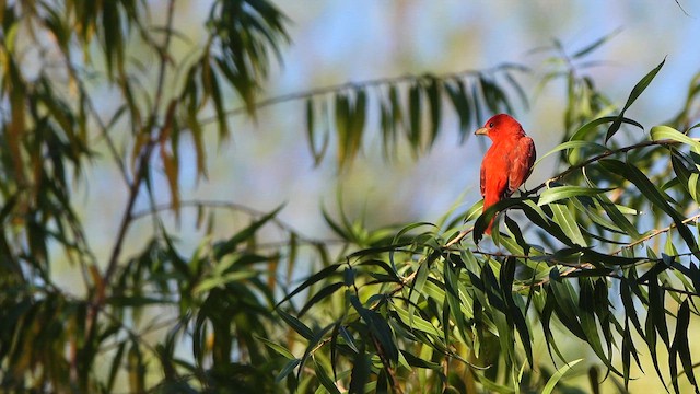 להבית אדומה - ML646096551