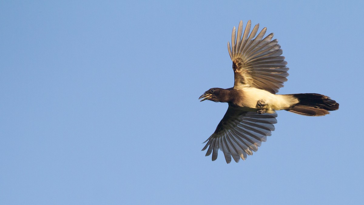 Brown Jay - ML646096552