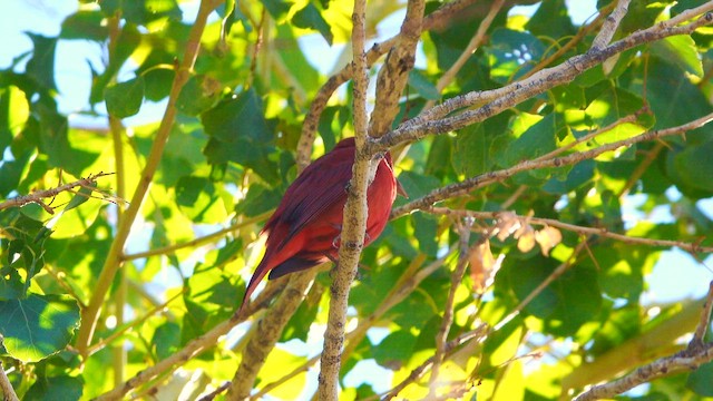 להבית אדומה - ML646096553