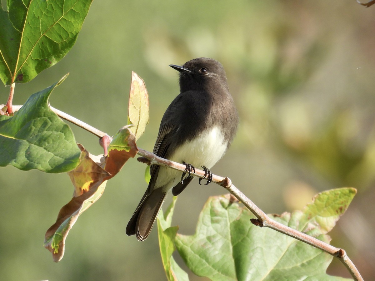 Black Phoebe - ML646096556