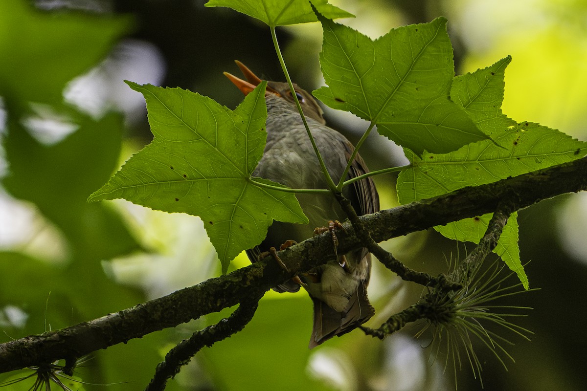 Orange-billed Nightingale-Thrush - ML646096557