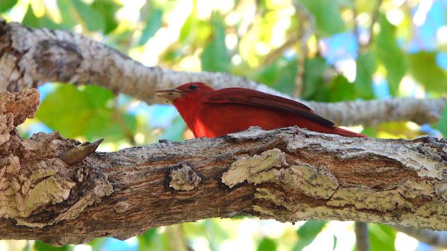 להבית אדומה - ML646096558