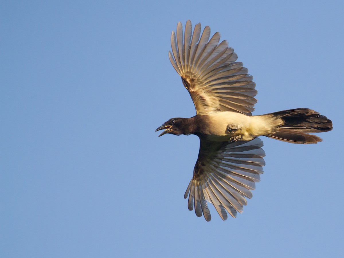 Brown Jay - ML646096559