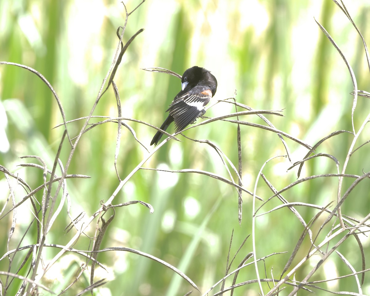 White-winged Widowbird - ML646096562