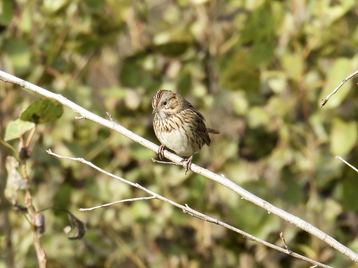 Lincoln's Sparrow - ML646096563