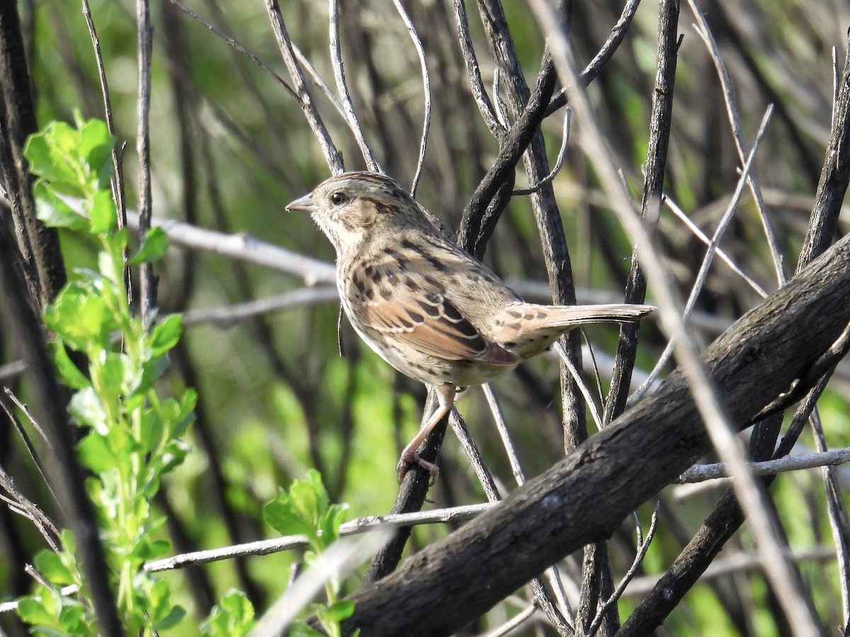 Lincoln's Sparrow - ML646096564