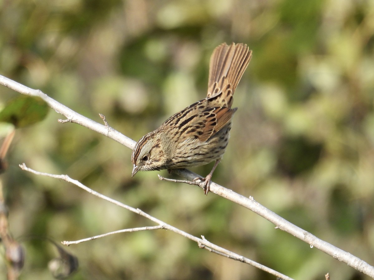 Lincoln's Sparrow - ML646096565