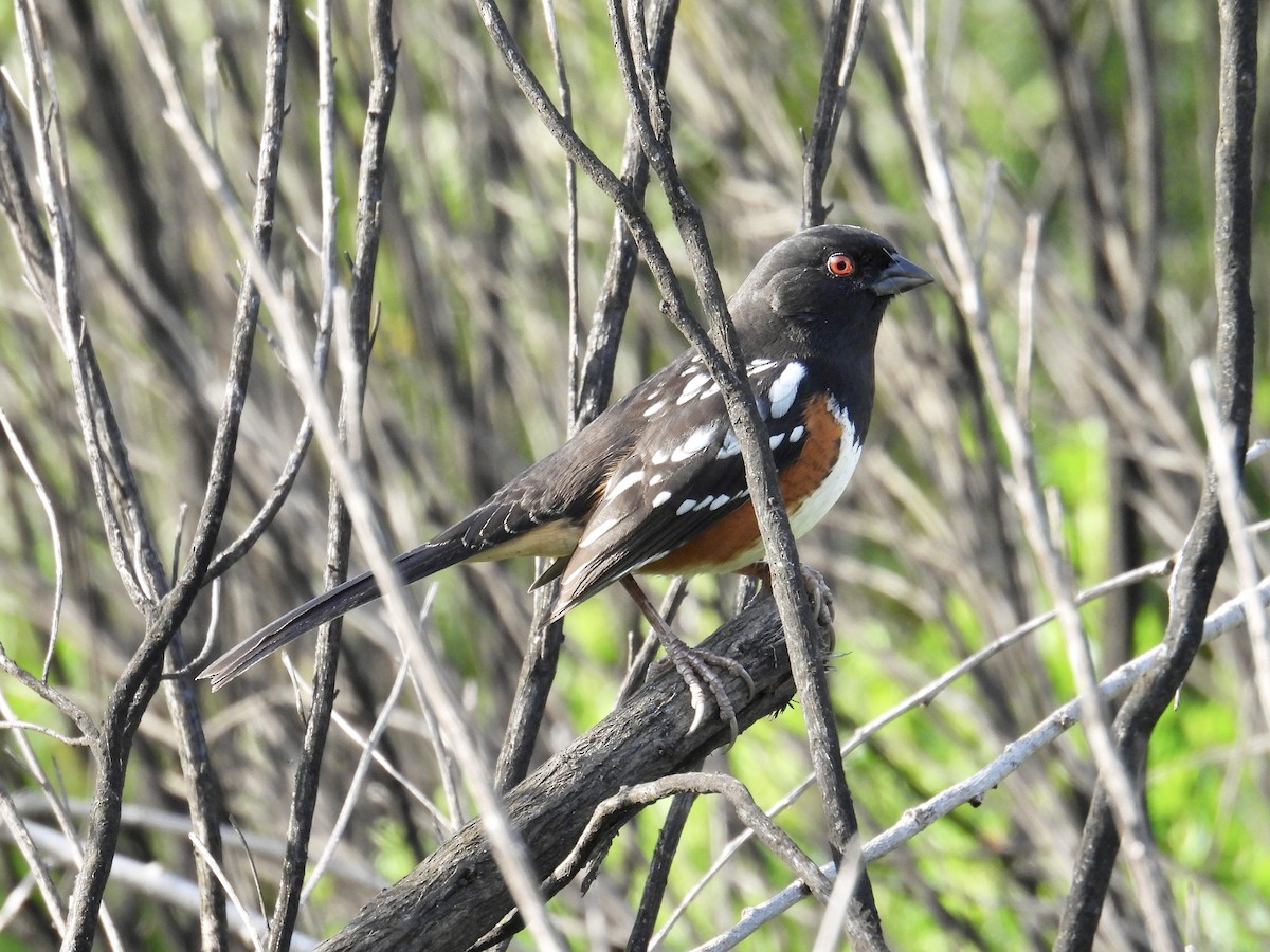 Spotted Towhee - ML646096571