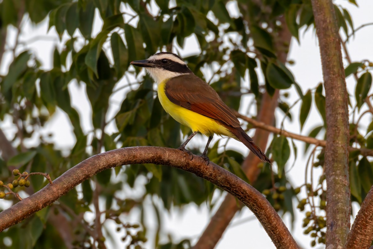 Great Kiskadee - ML646096572