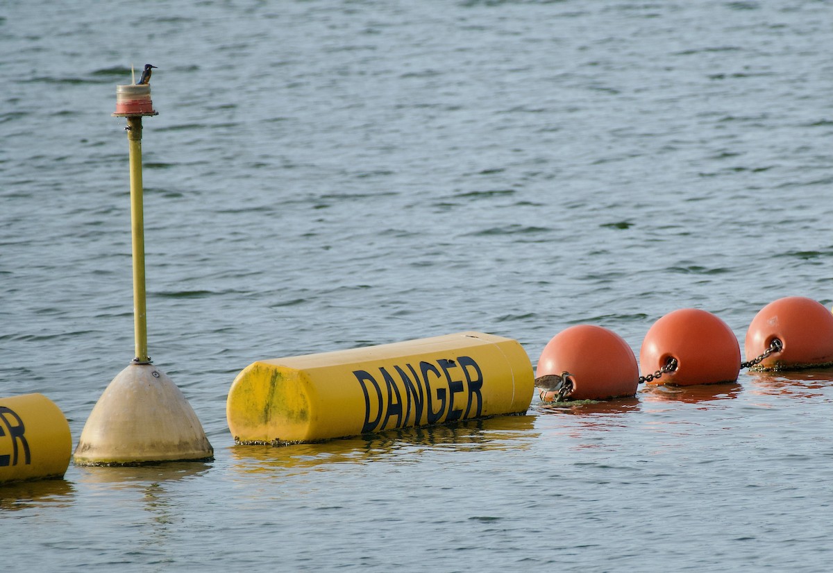 fasanbladhøne - ML646096573