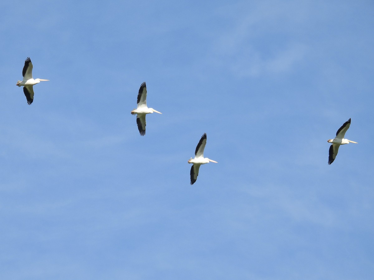 American White Pelican - ML646096578