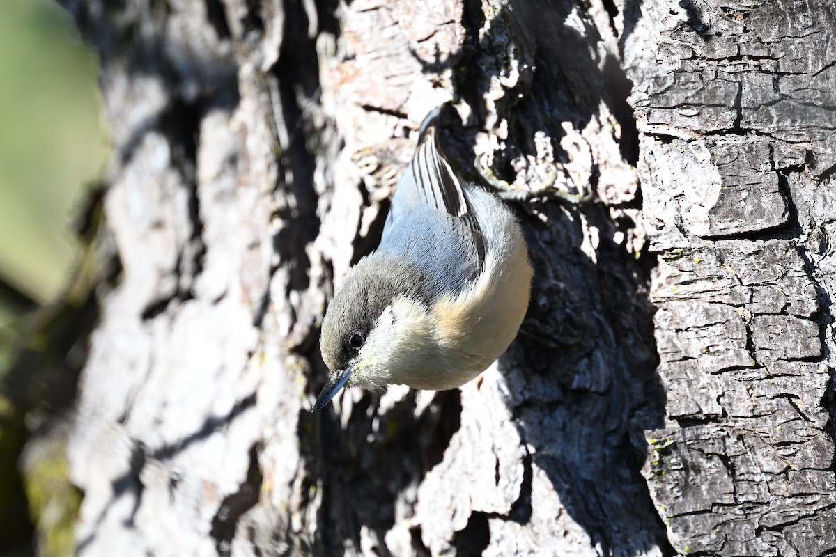 Pygmy Nuthatch - ML646096579