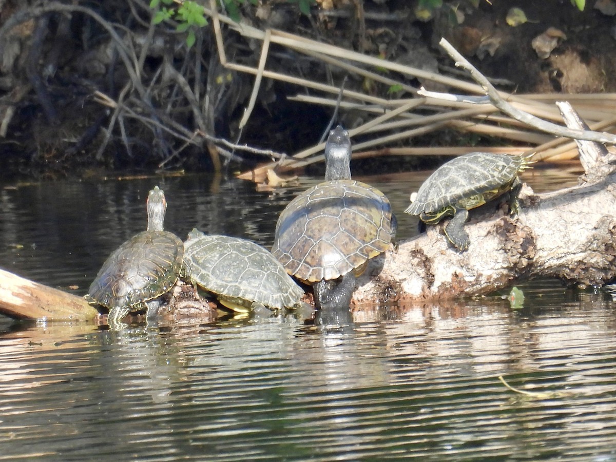 Turtles and Tortoises - ML646096581