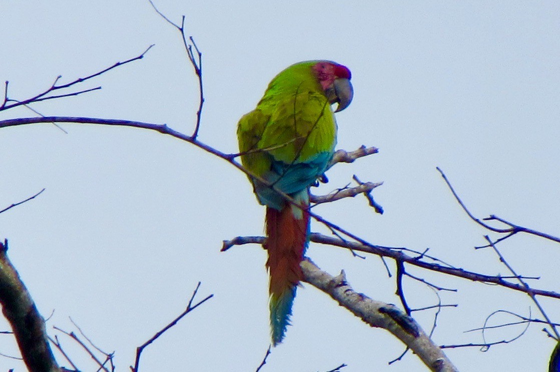 Great Green Macaw - ML646096584