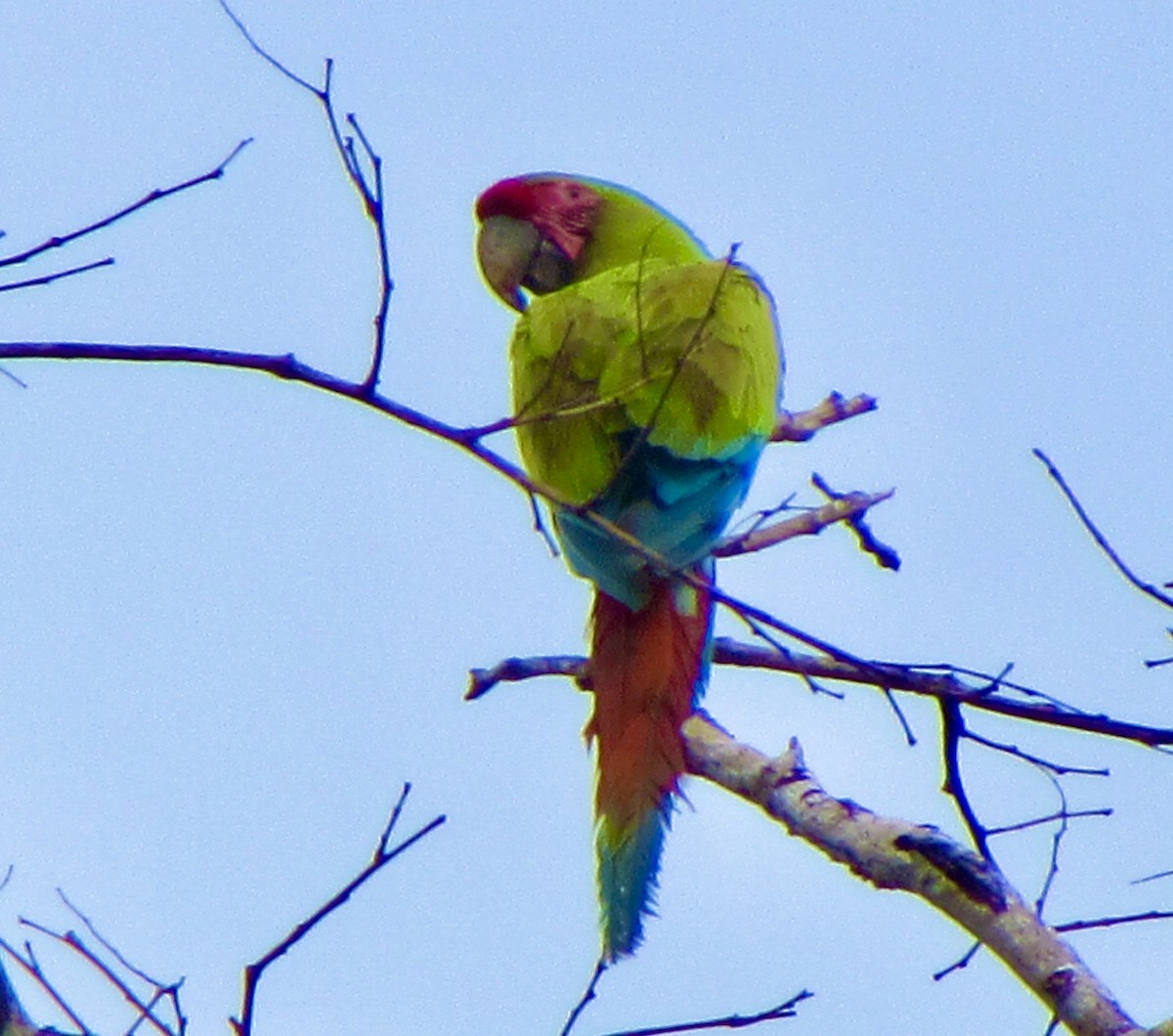 Зелёный ара - ML646096585