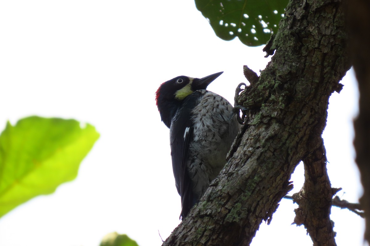 Желудёвый дятел - ML646096586