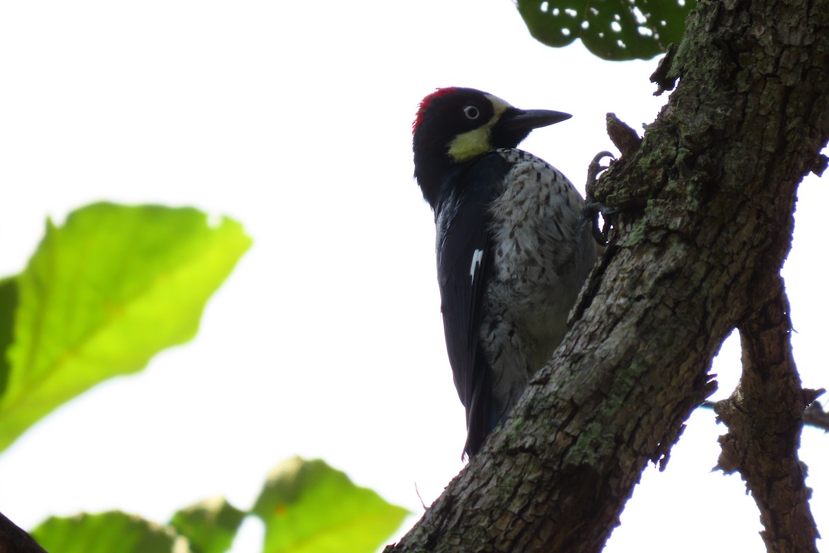 Желудёвый дятел - ML646096587