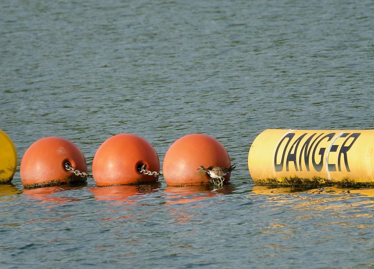 Фазанохвостая якана - ML646096589