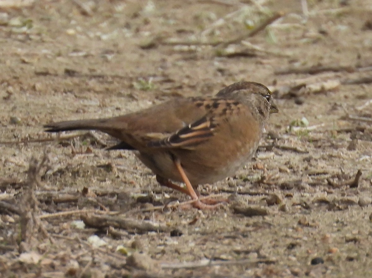 Чернобровая овсянка - ML646096590