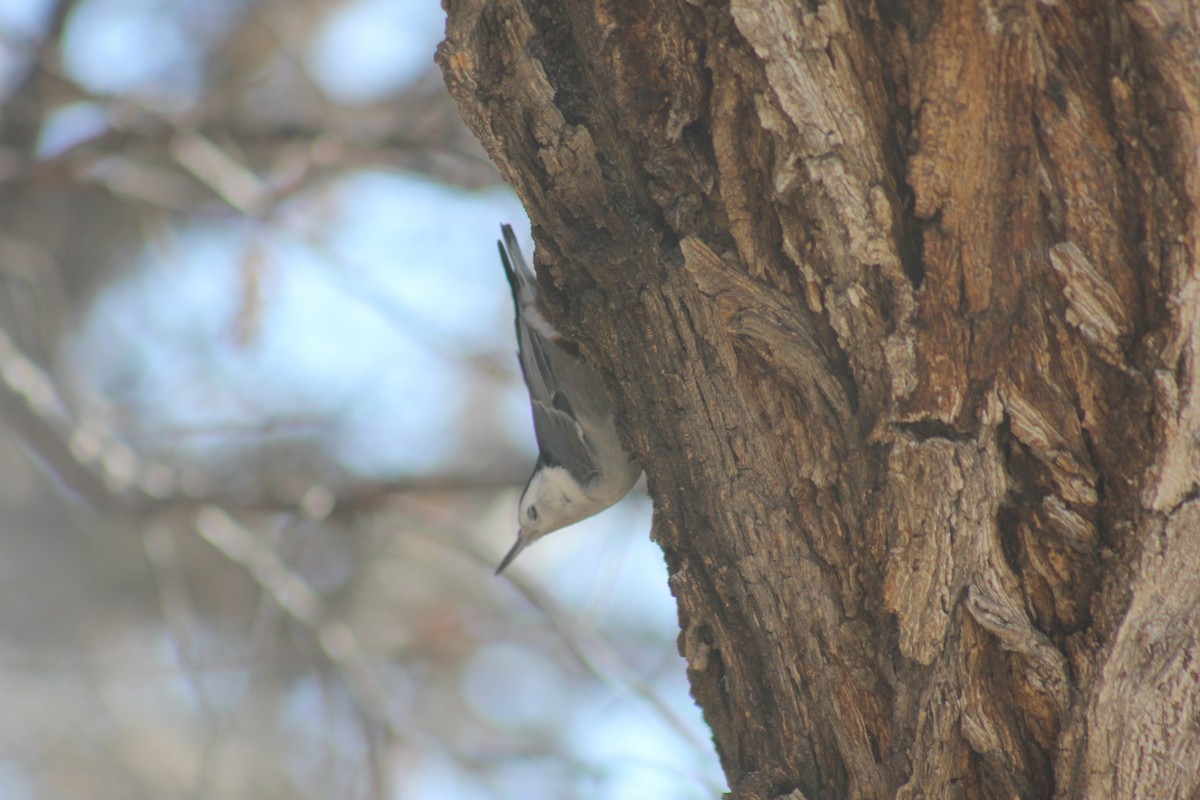 Каролинский поползень - ML646096593