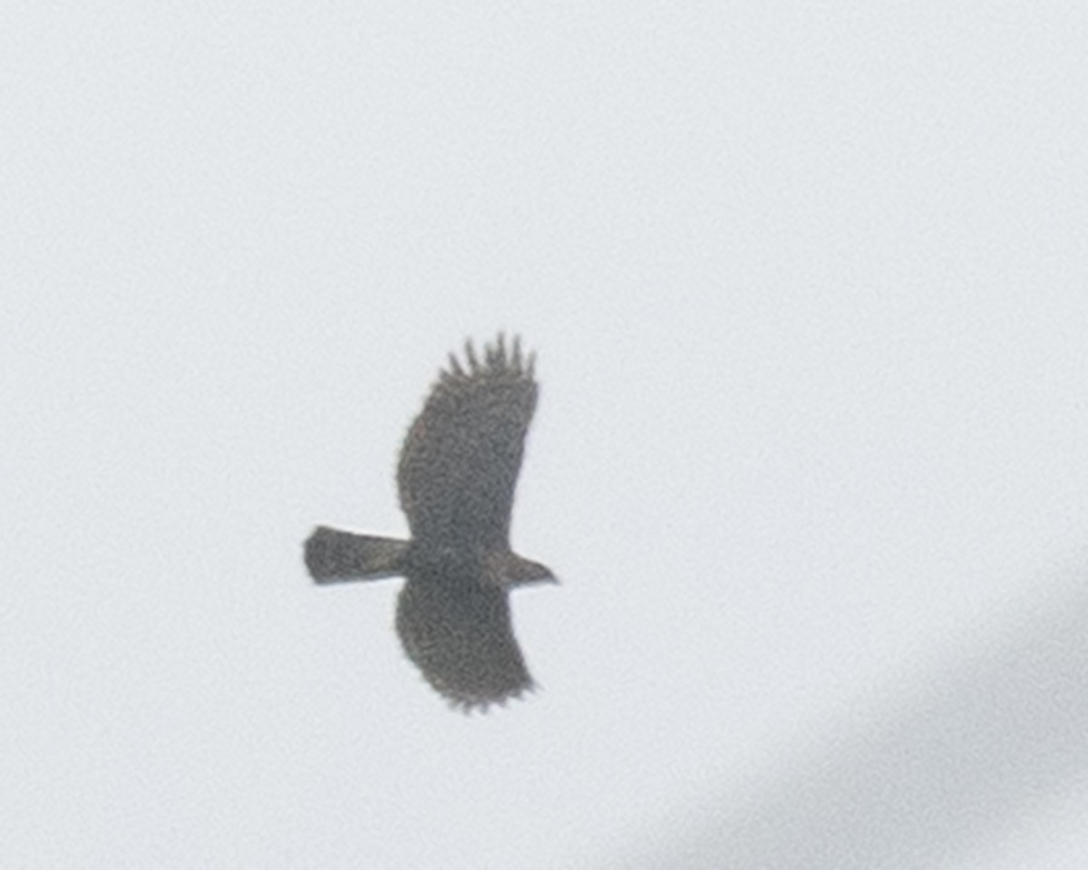 Ornate Hawk-Eagle - ML646096594