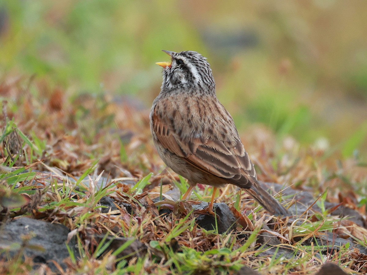 Пёстрая овсянка - ML646096595