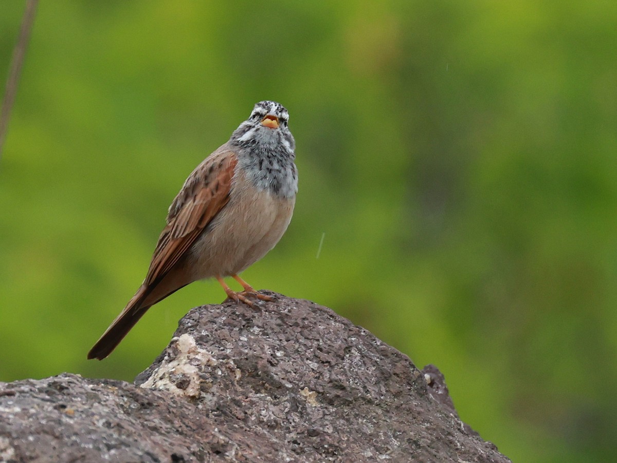 Пёстрая овсянка - ML646096596