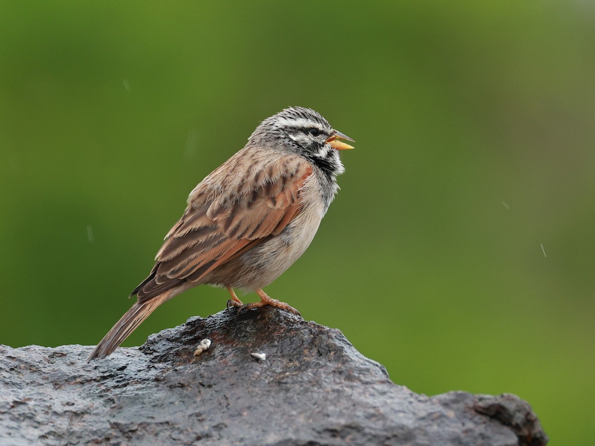 Пёстрая овсянка - ML646096597