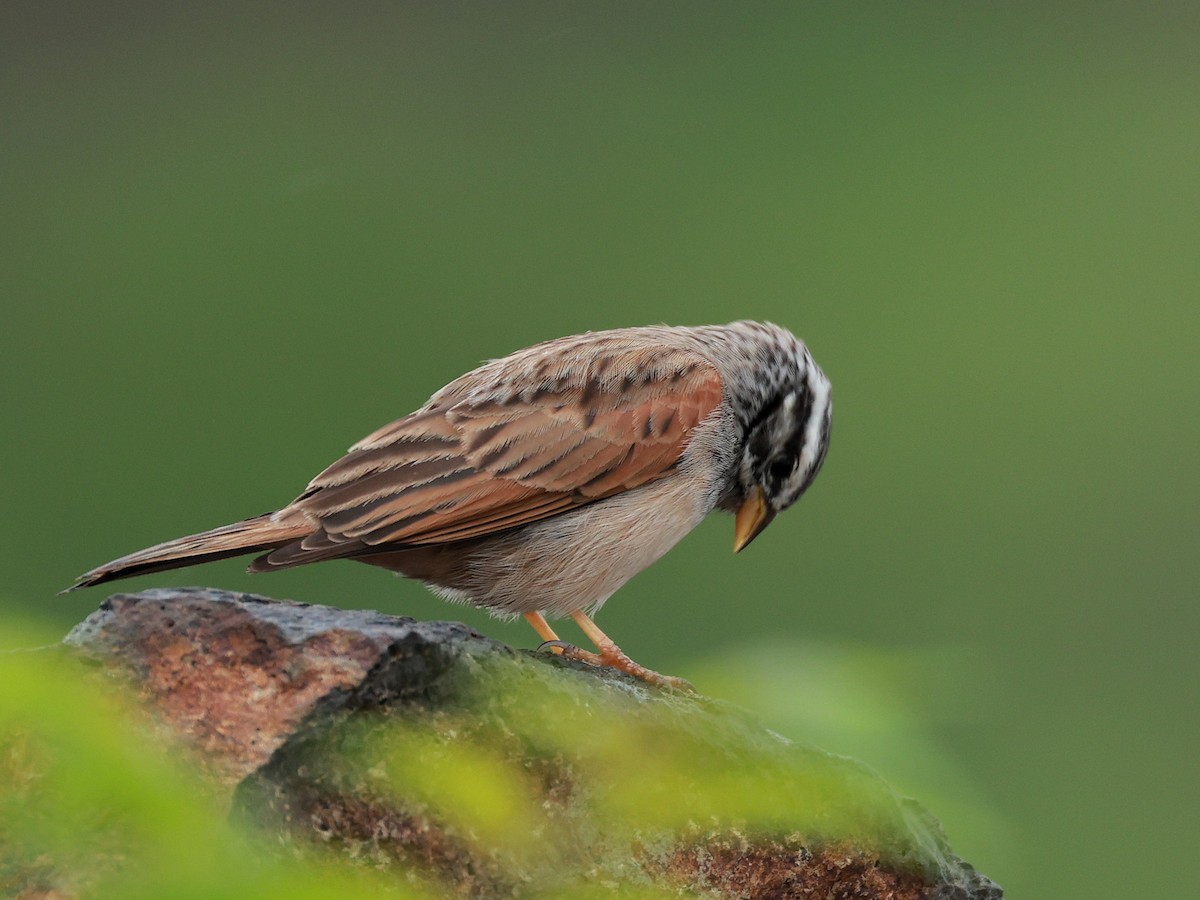 Пёстрая овсянка - ML646096598