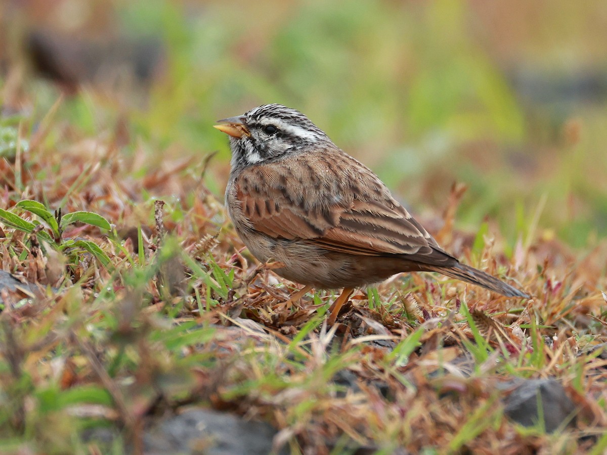 Пёстрая овсянка - ML646096601