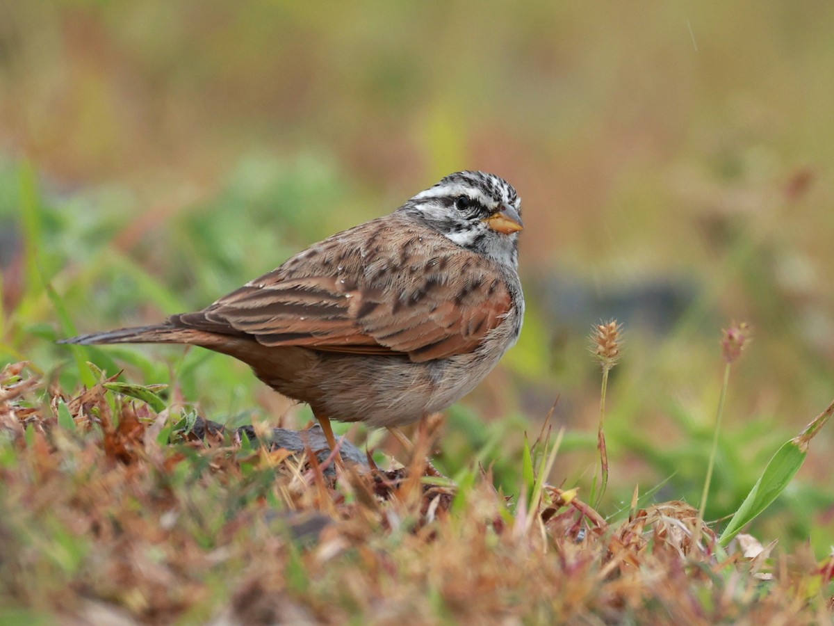 Пёстрая овсянка - ML646096602