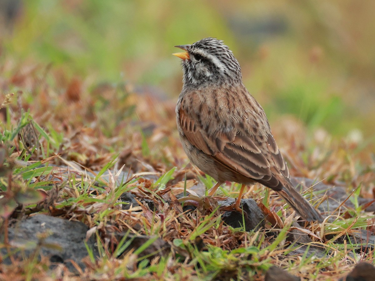 Пёстрая овсянка - ML646096603