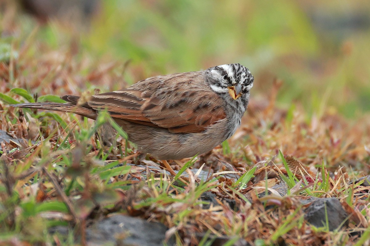 Пёстрая овсянка - ML646096605