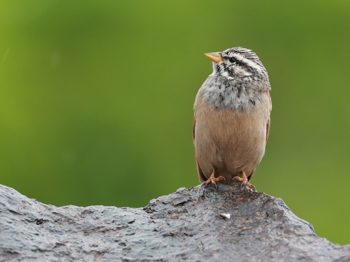 Пёстрая овсянка - ML646096606