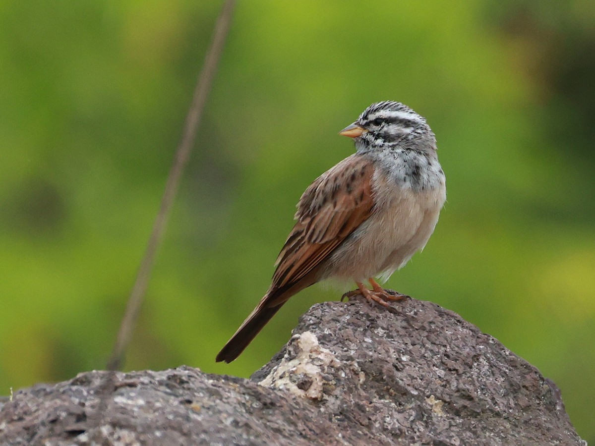 Пёстрая овсянка - ML646096607