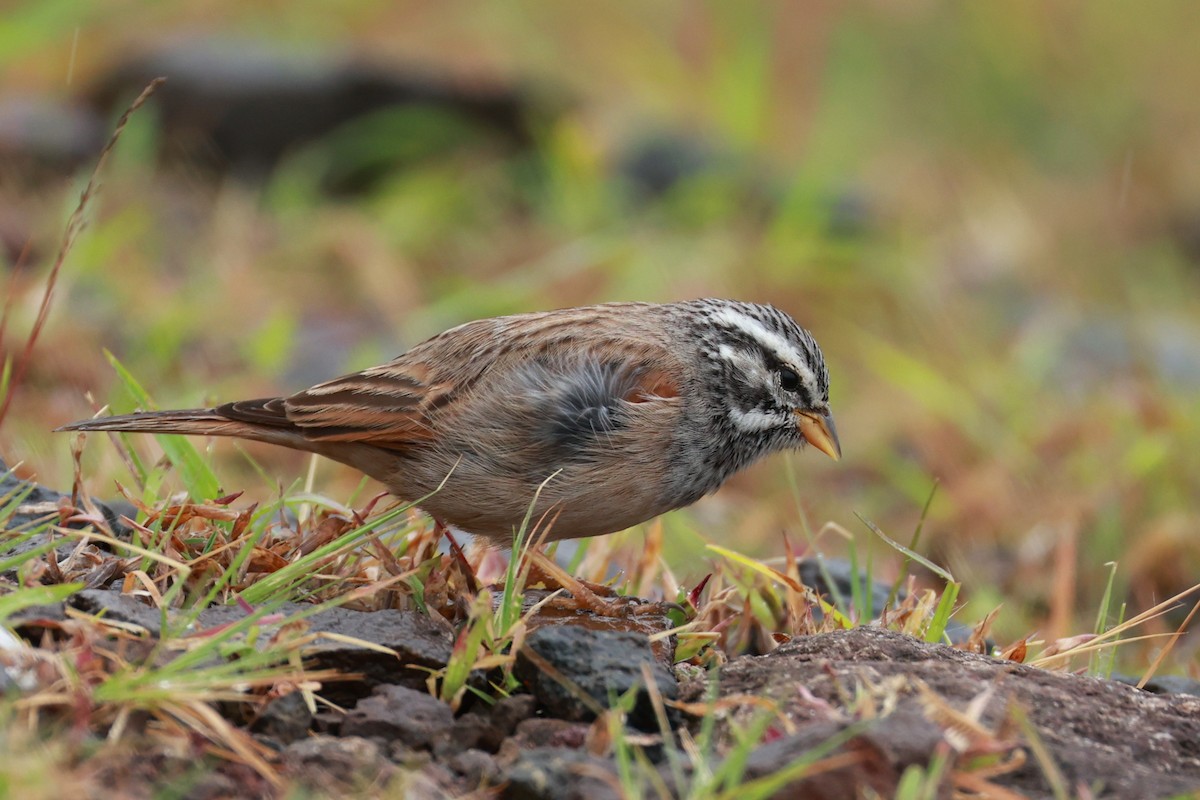 Пёстрая овсянка - ML646096609