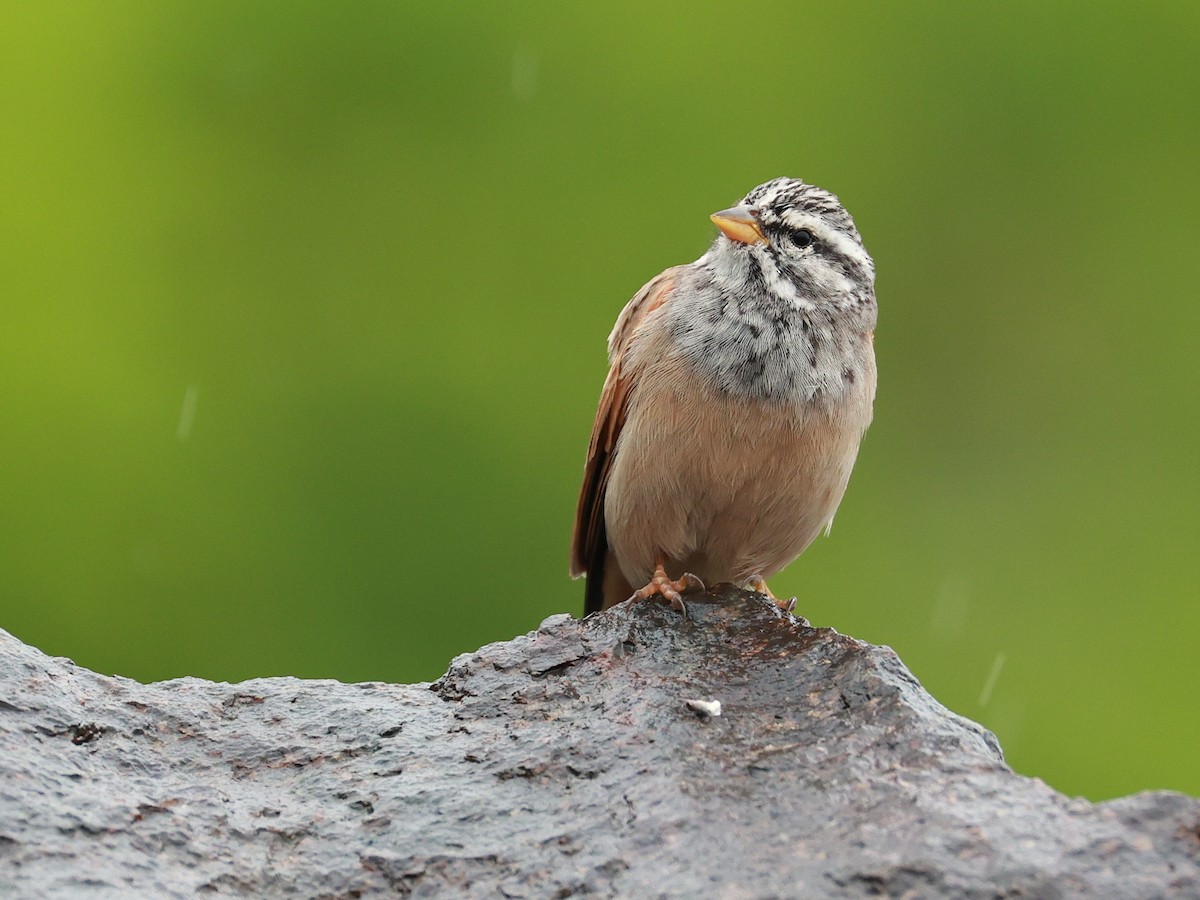 Пёстрая овсянка - ML646096610