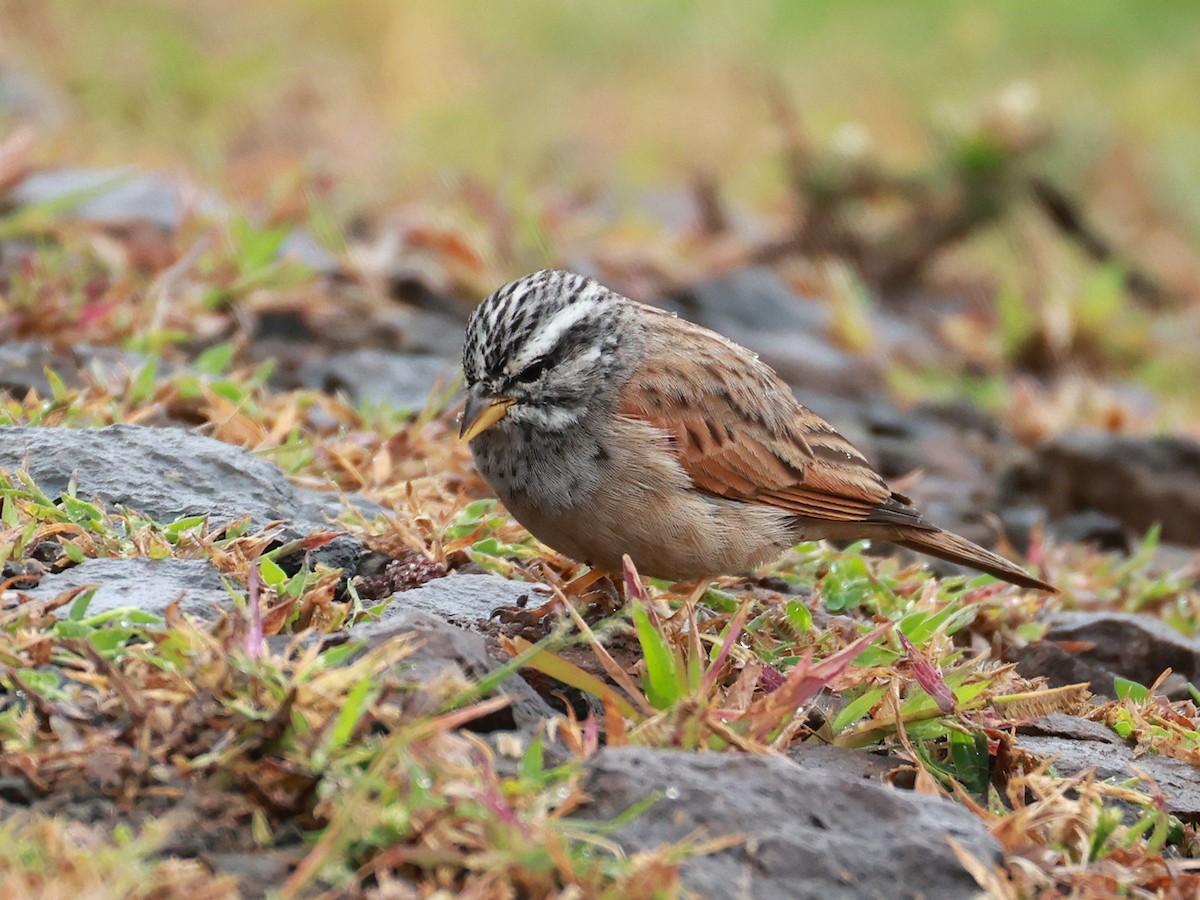 Пёстрая овсянка - ML646096611