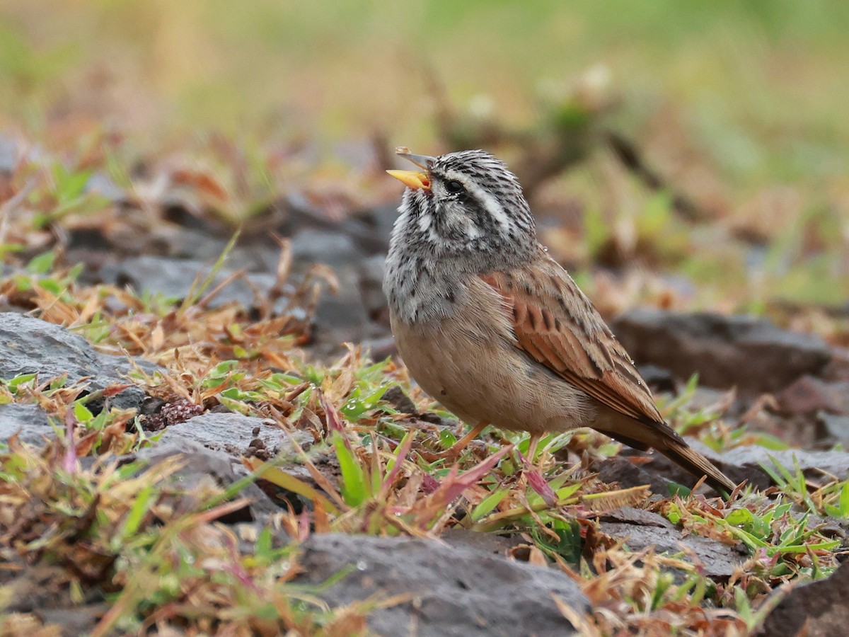 Пёстрая овсянка - ML646096612