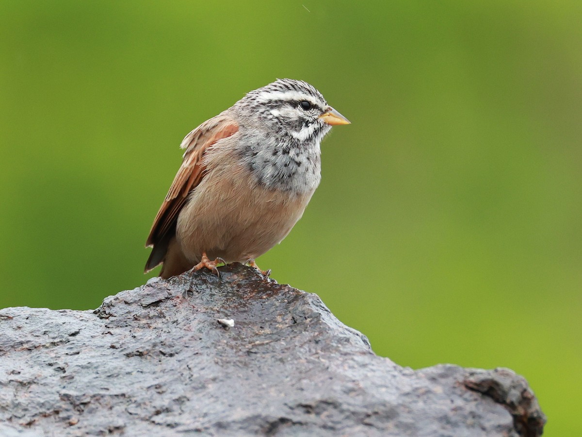 Пёстрая овсянка - ML646096613