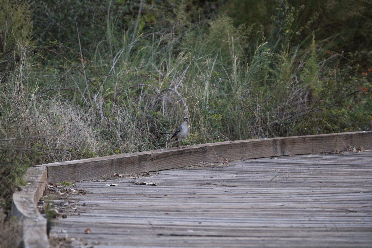 Многоголосый пересмешник - ML646096615