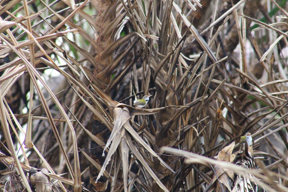 langstjertskredderfugl - ML646096617