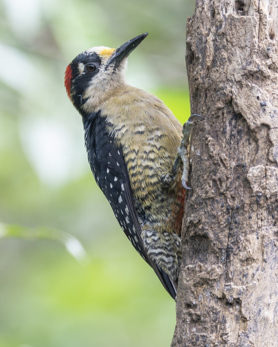 Black-cheeked Woodpecker - ML646096624