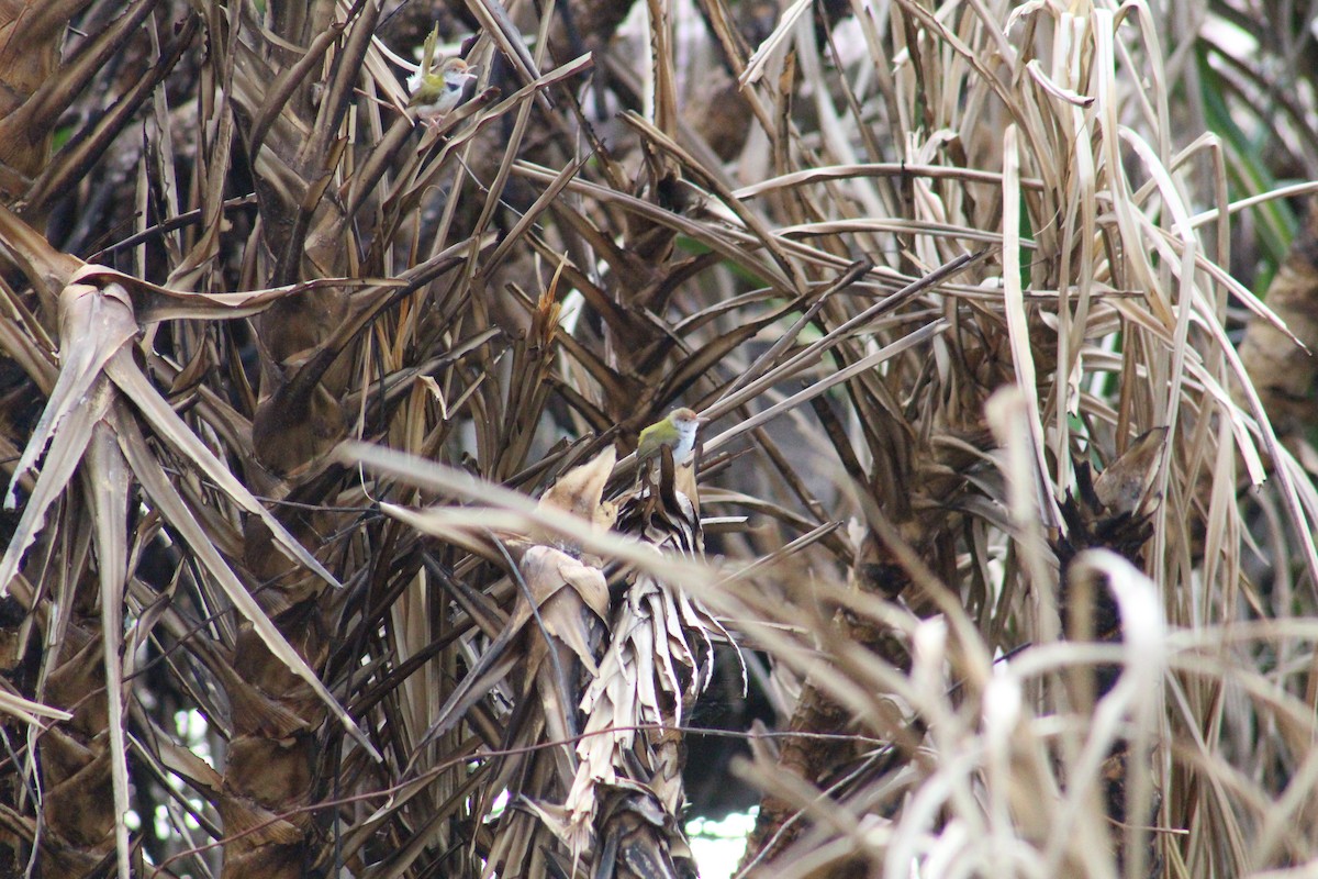 langstjertskredderfugl - ML646096628