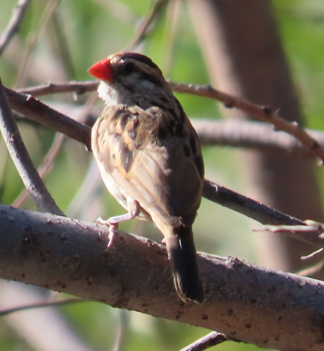 Pin-tailed Whydah - ML646096633