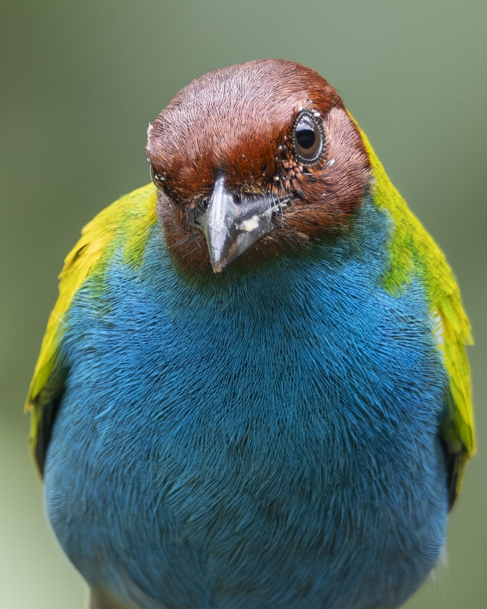 Bay-headed Tanager - ML646096667