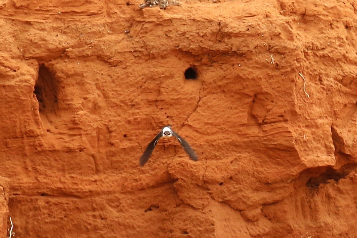 White-backed Swallow - ML646096682