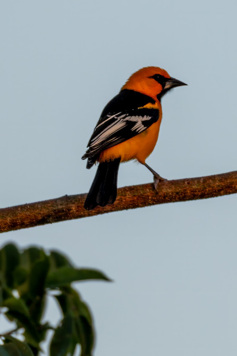 Altamira Oriole - ML646096683