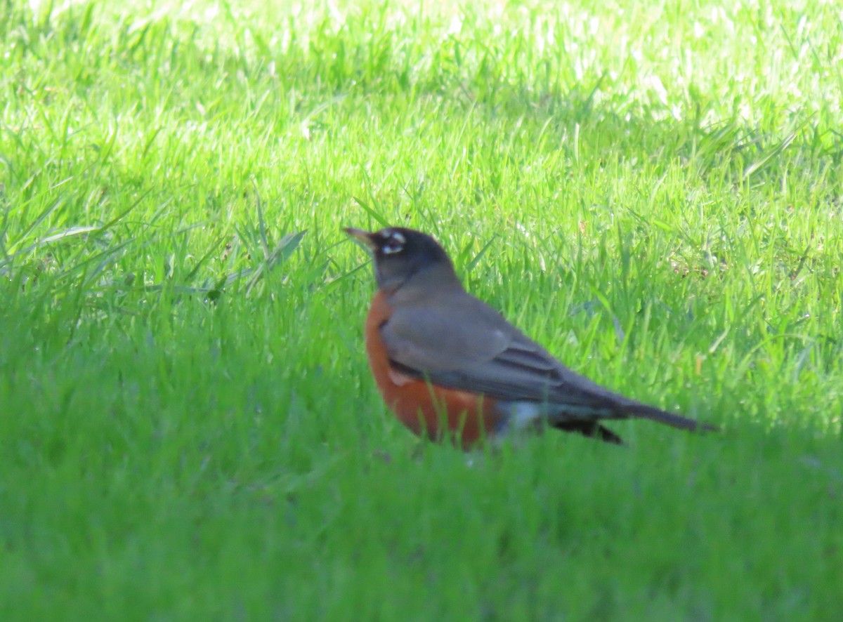 コマツグミ - ML646096687